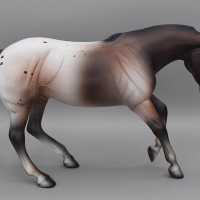 Peter Stone Appt to Appeal Appaloosa Performance Horse