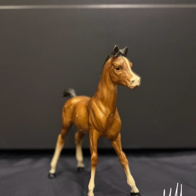 Family Arabian Foal “Shah” (1960-71)